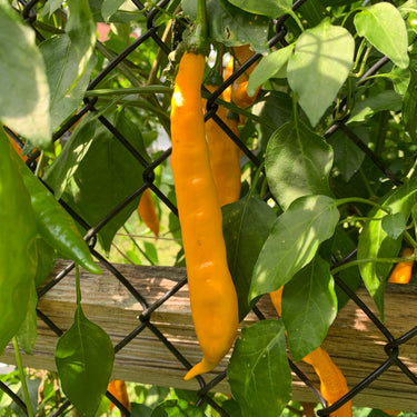 Aji Guyana - Seeds - The Pepper Pantry (Formerly Marie Sharp's)
